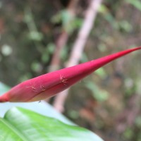 Heliconia psittacorum L.f.